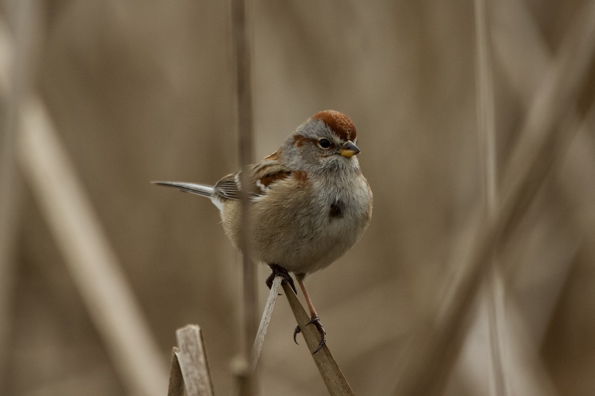 American Tree Sparrow - Jay Mitchell