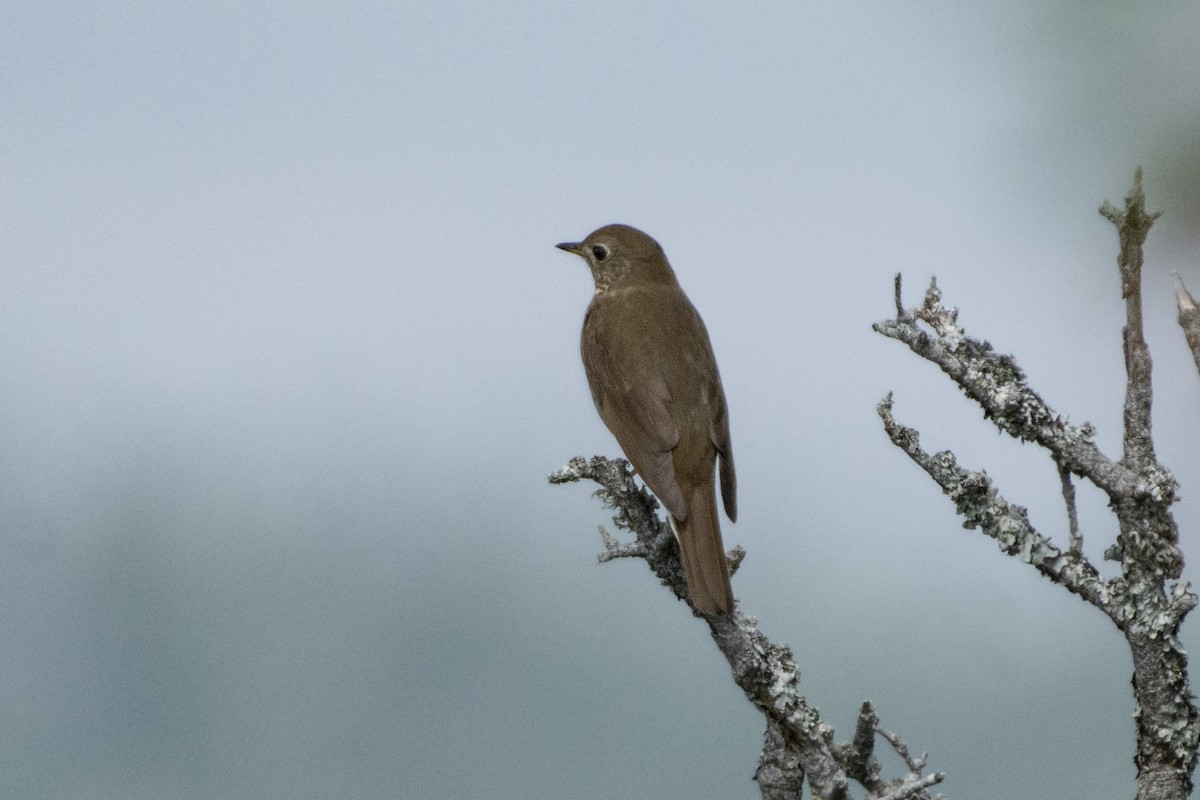 Bicknell's Thrush - Oliver Patrick