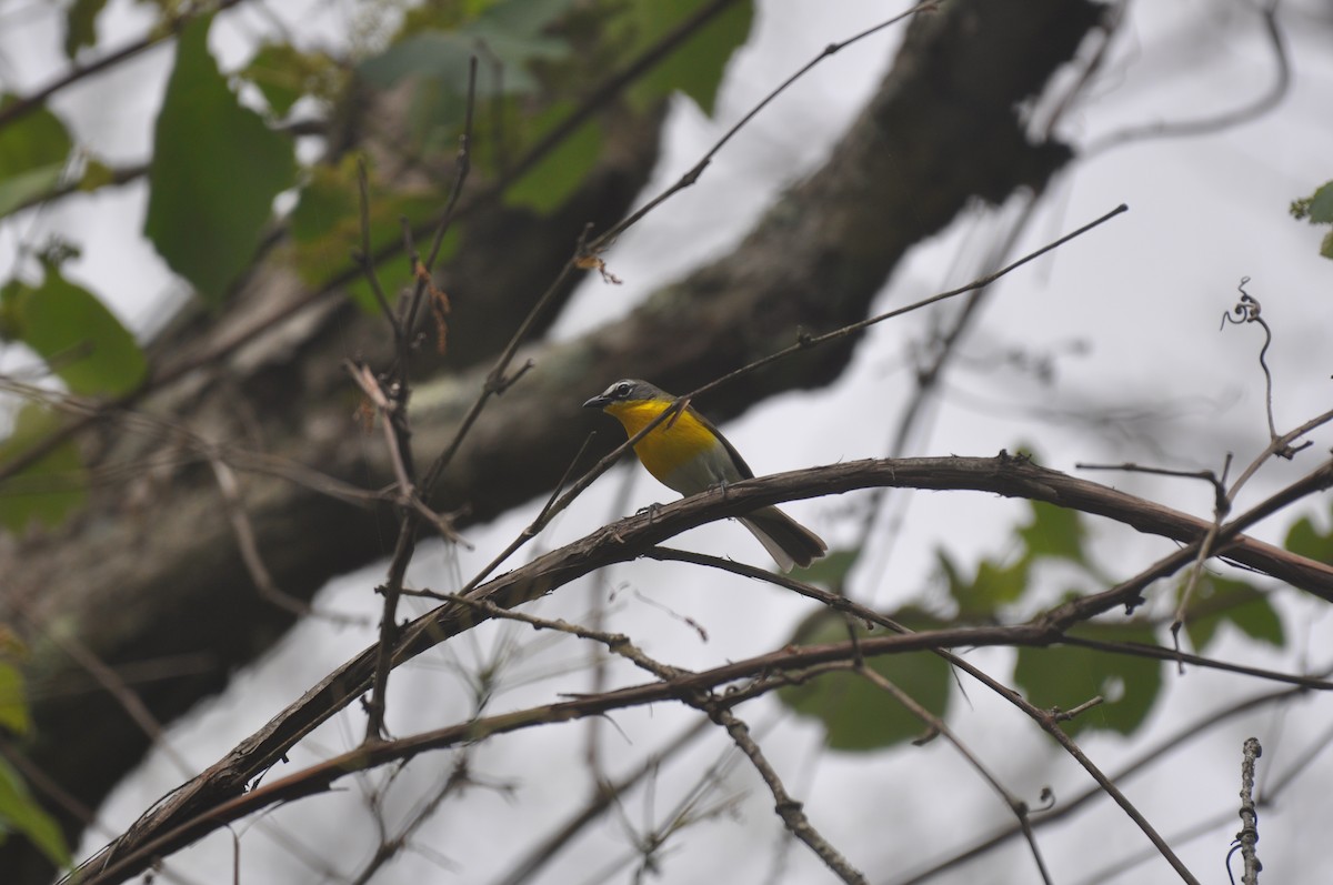 Yellow-breasted Chat - ML61370981