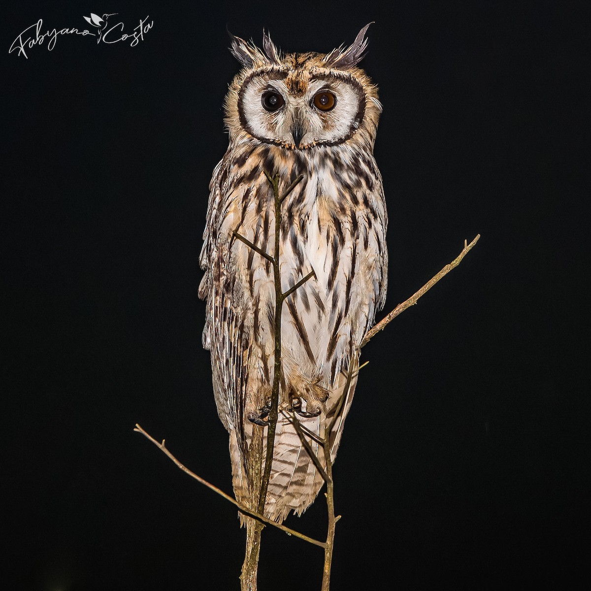 Striped Owl - ML613709839