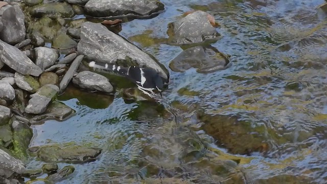 Black-backed Forktail - ML613709856