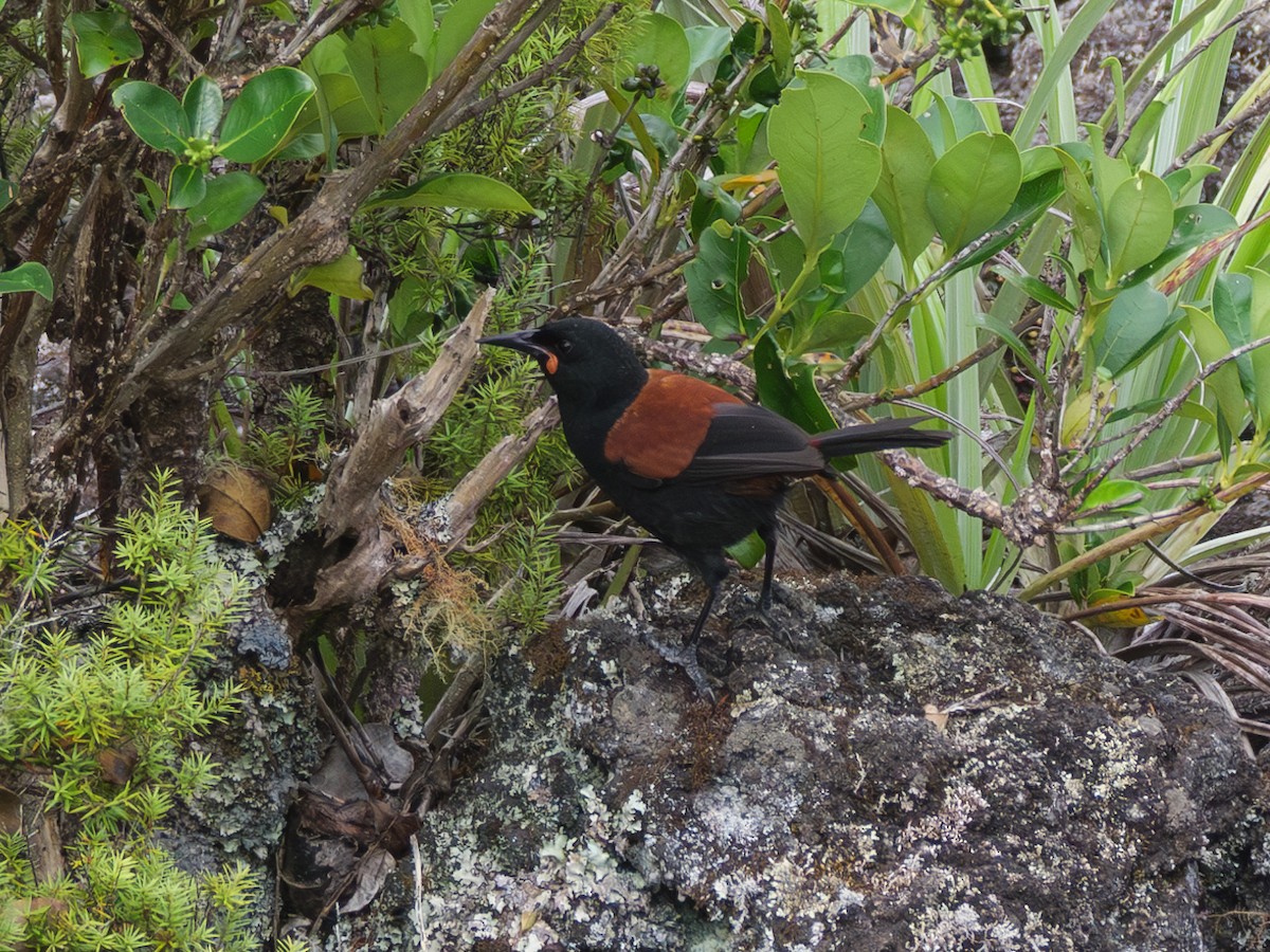 North Island Saddleback - ML613709936