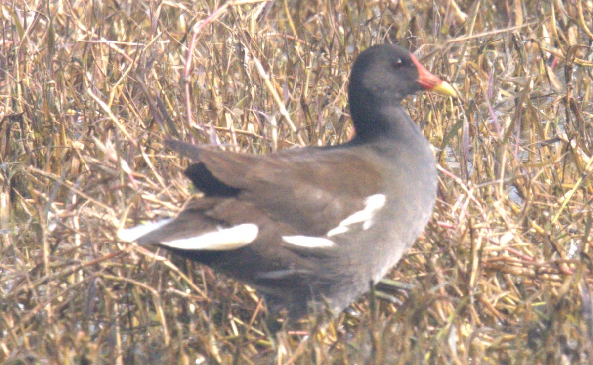 Eurasian Moorhen - ML613710028