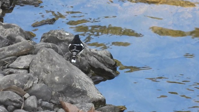 Black-backed Forktail - ML613710041