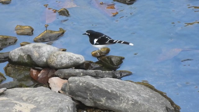 Black-backed Forktail - ML613710047