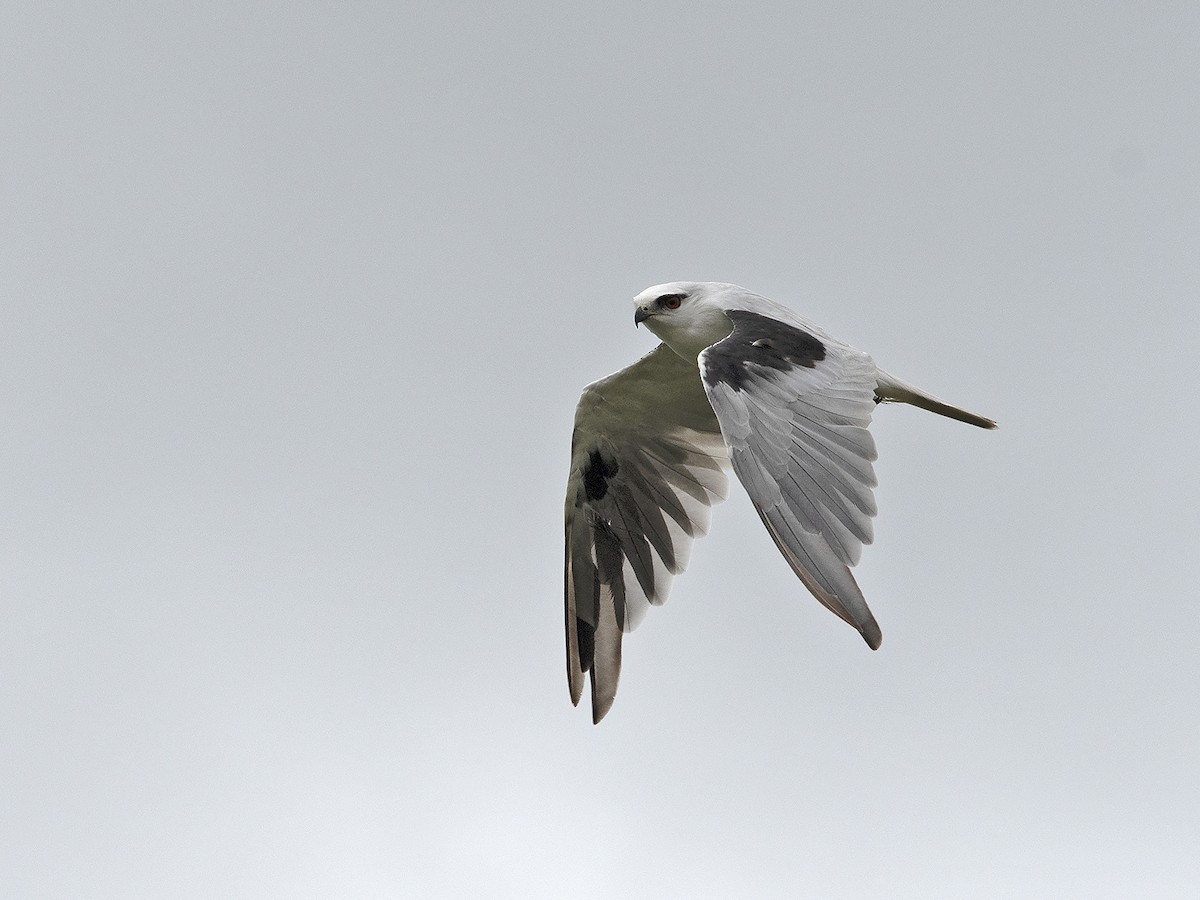 Black-shouldered Kite - Tim Bawden