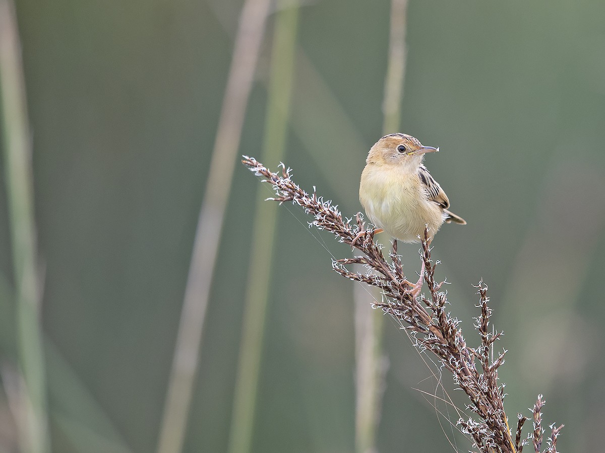 Golden-headed Cisticola - ML613710072