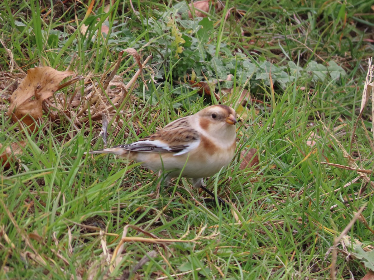 Snow Bunting - Nelson Contardo