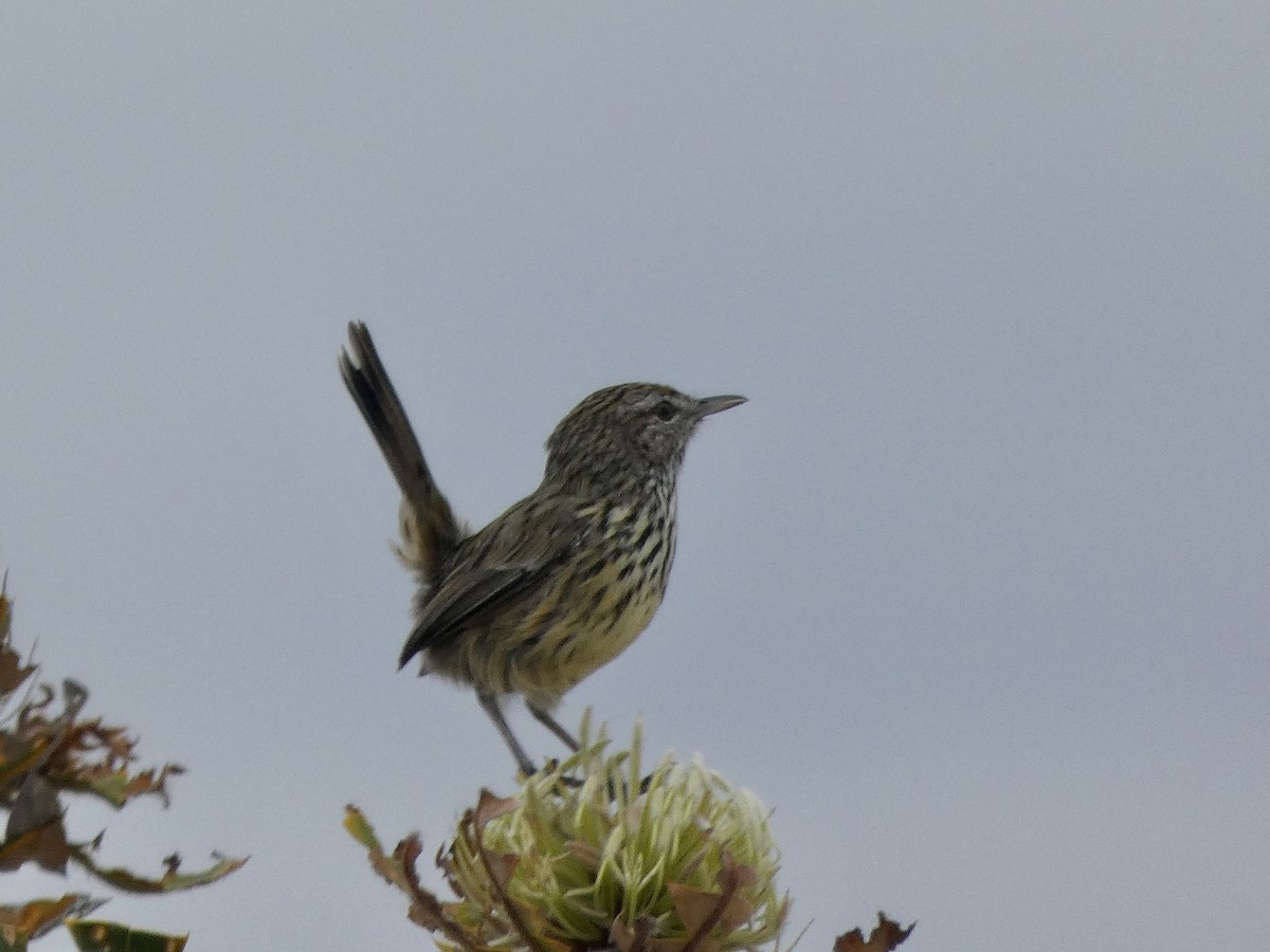 Western Fieldwren - BK Smith