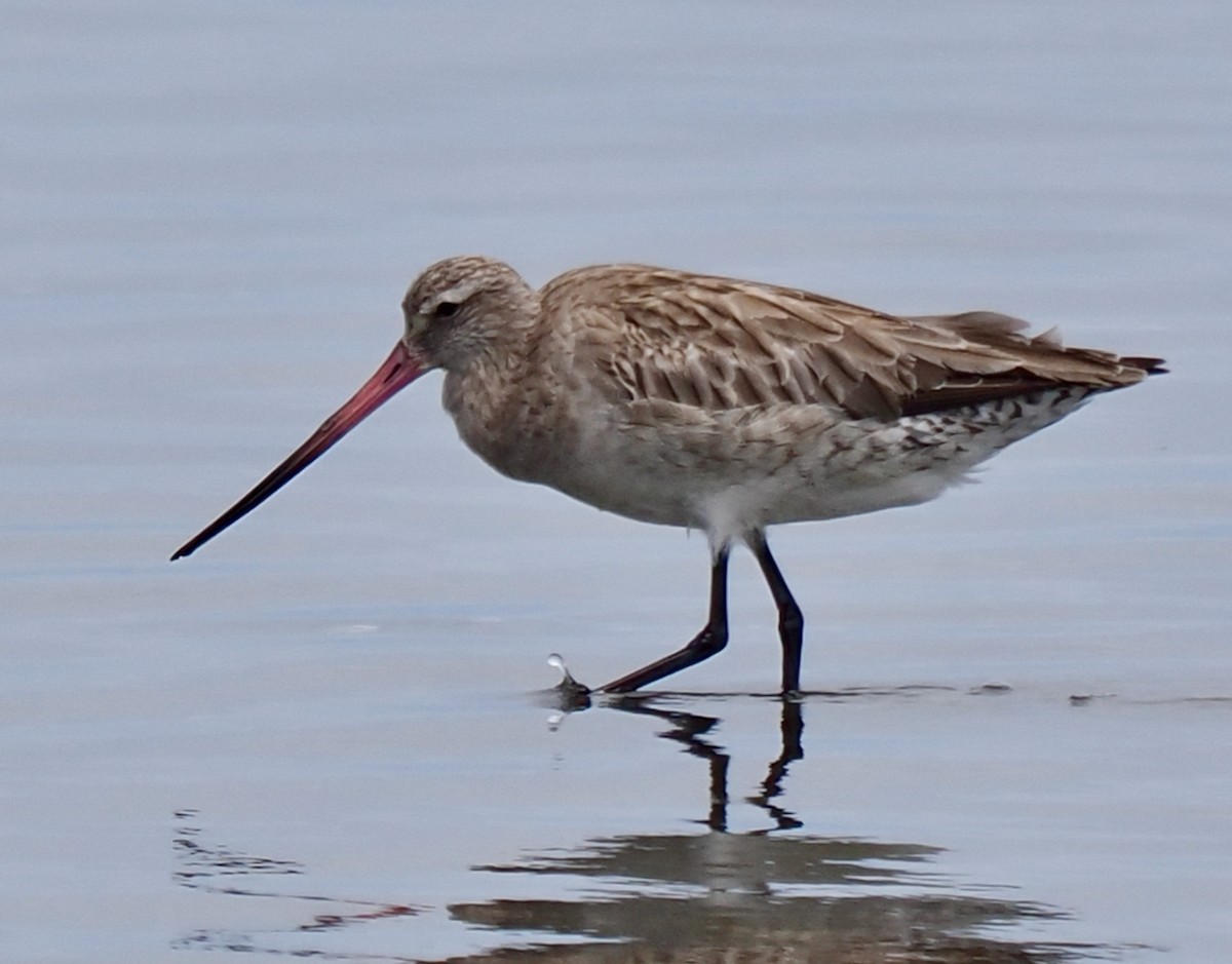 Bar-tailed Godwit (Siberian) - ML613710233