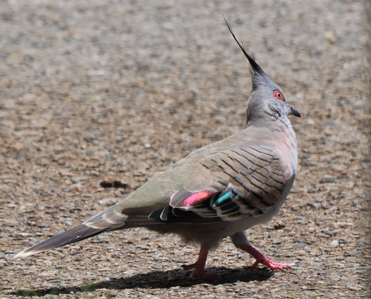 Crested Pigeon - ML613710257