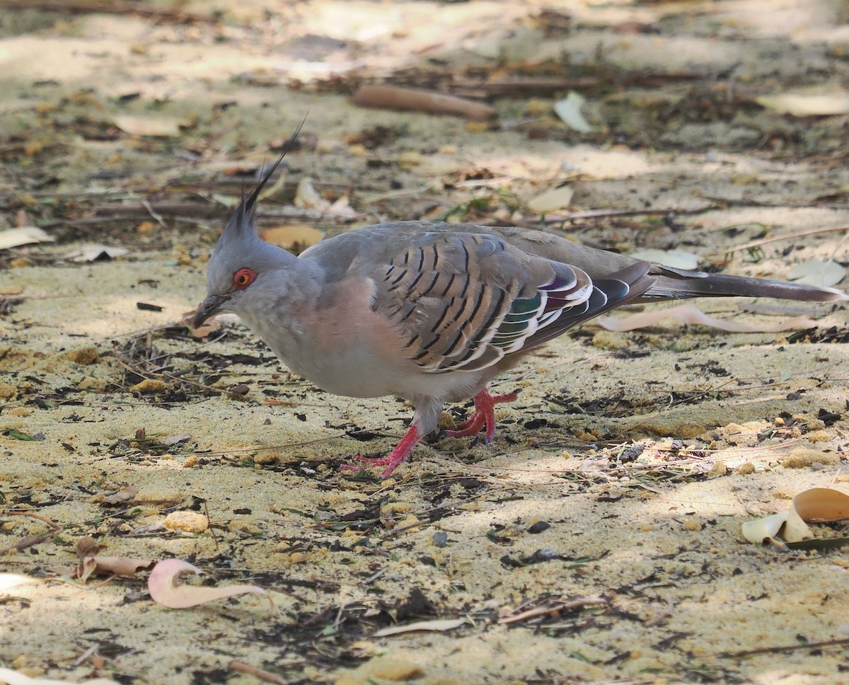 Crested Pigeon - ML613710258