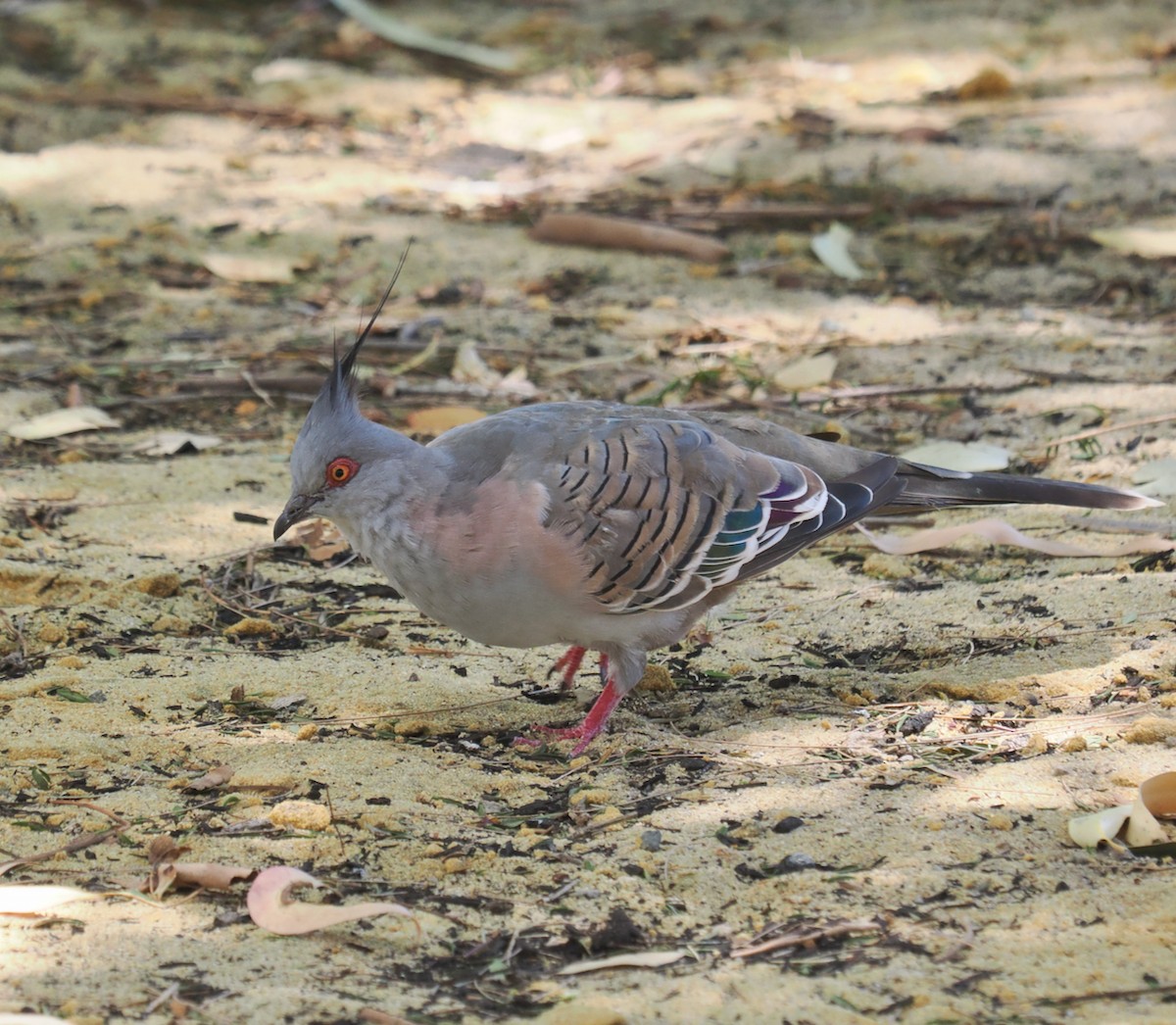 Crested Pigeon - ML613710259