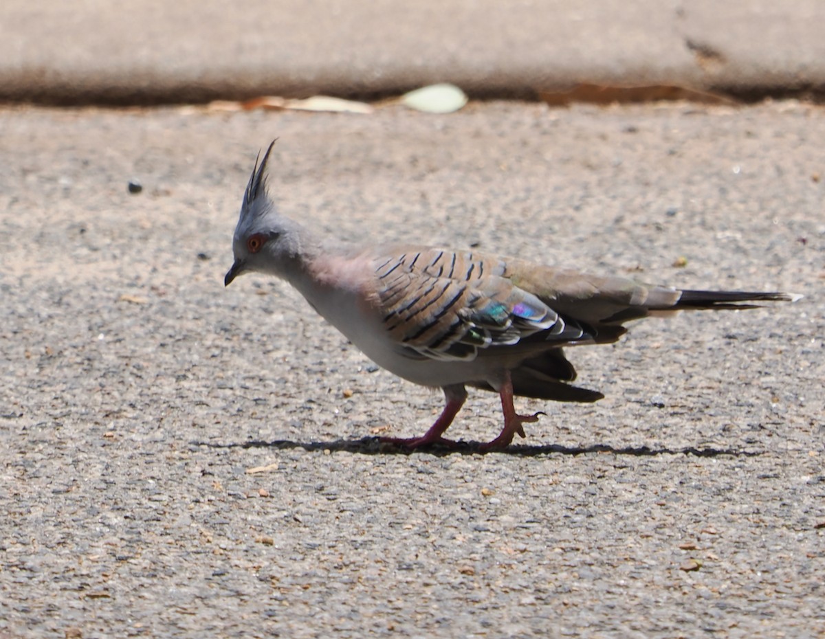 Crested Pigeon - ML613710264