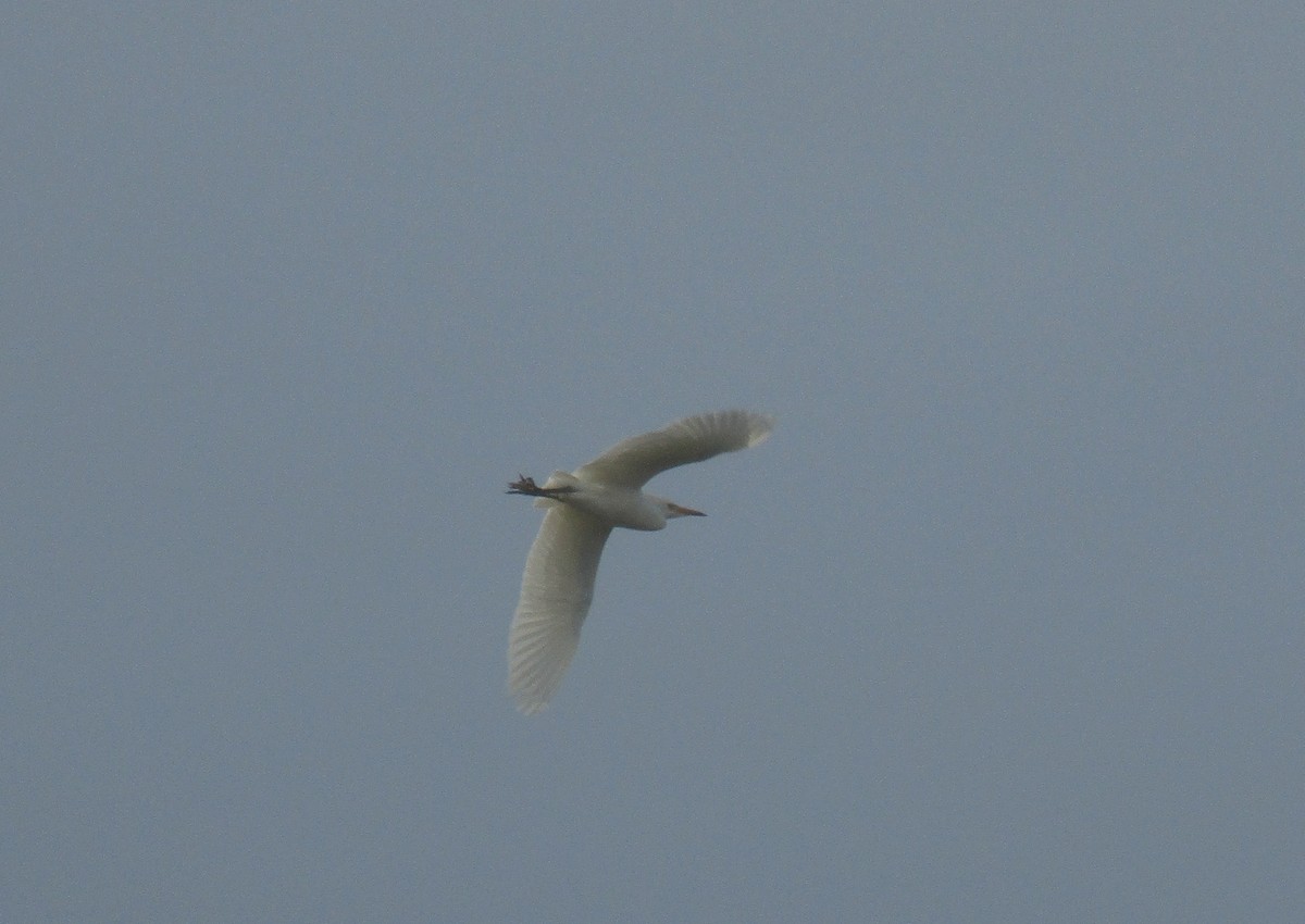 Western Cattle-Egret - ML613710265