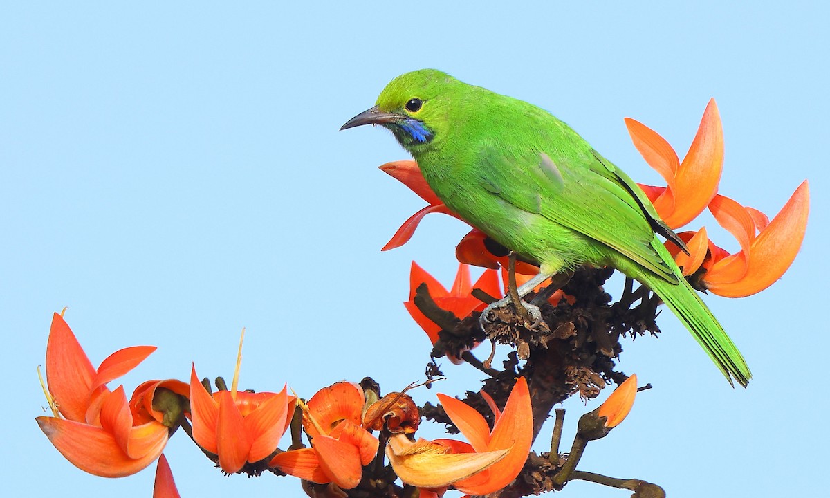 Golden-fronted Leafbird - ML613710278