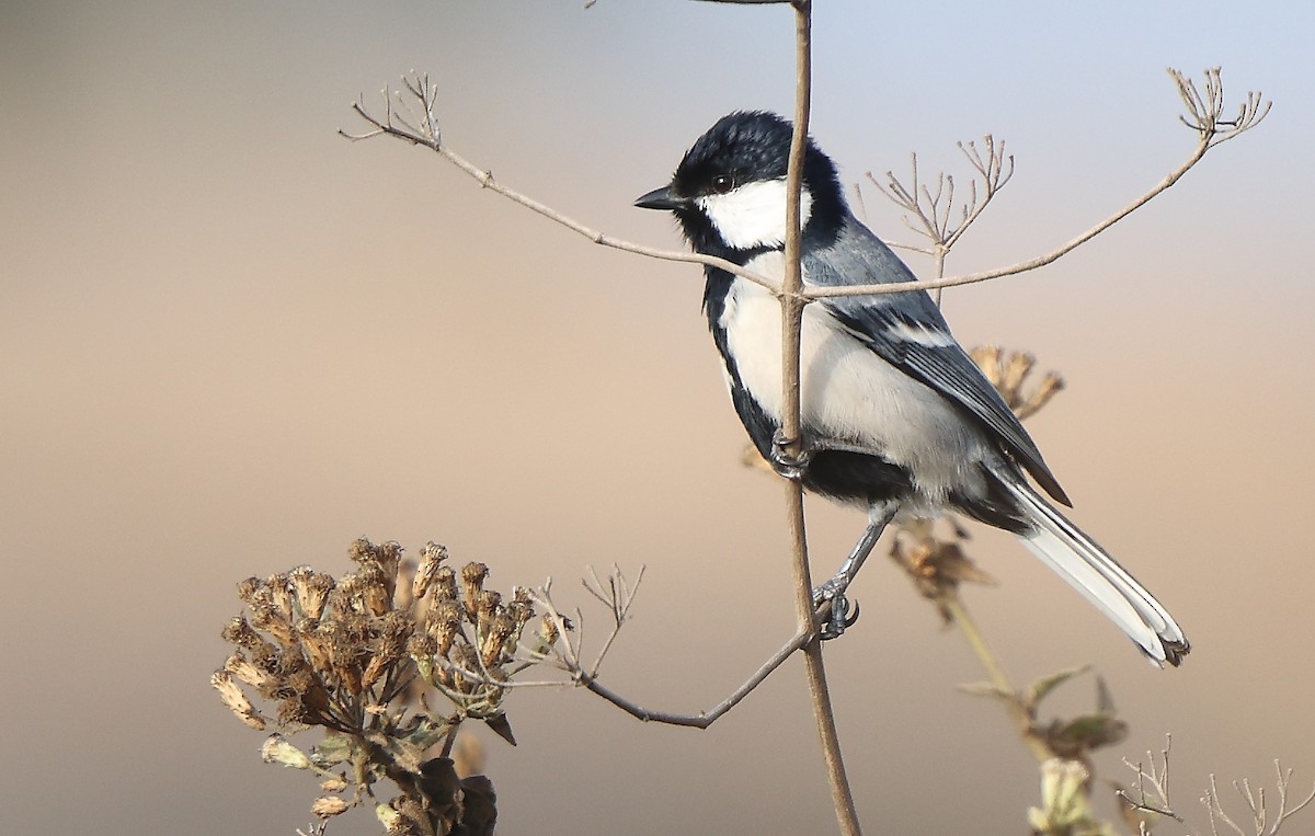 Asian Tit (Cinereous) - ML613710289