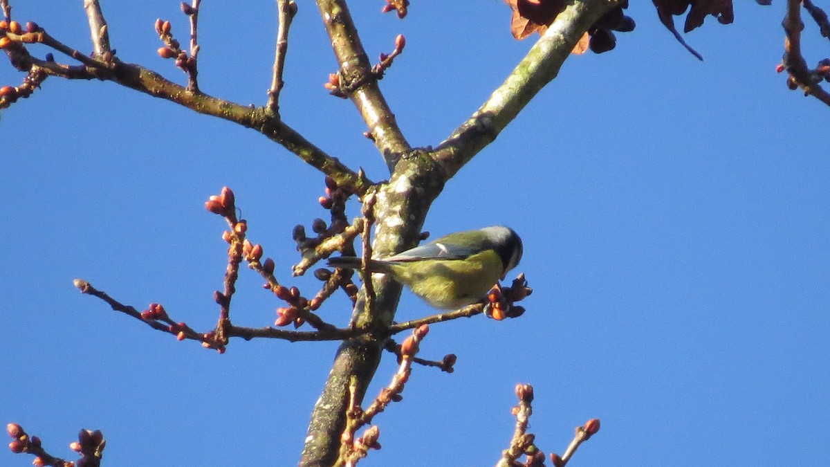 Eurasian Blue Tit - ML613710326