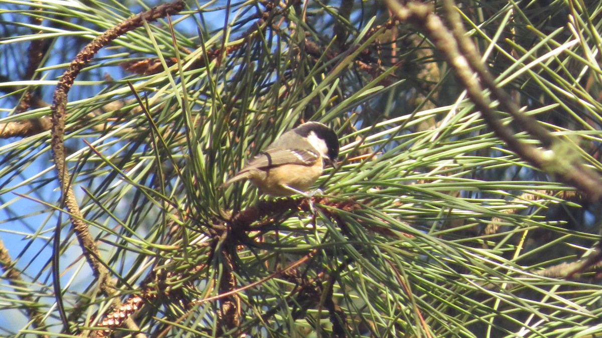 Coal Tit - ML613710331