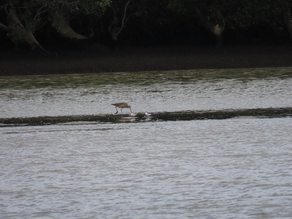 Far Eastern Curlew - Jemaine Mulcahy