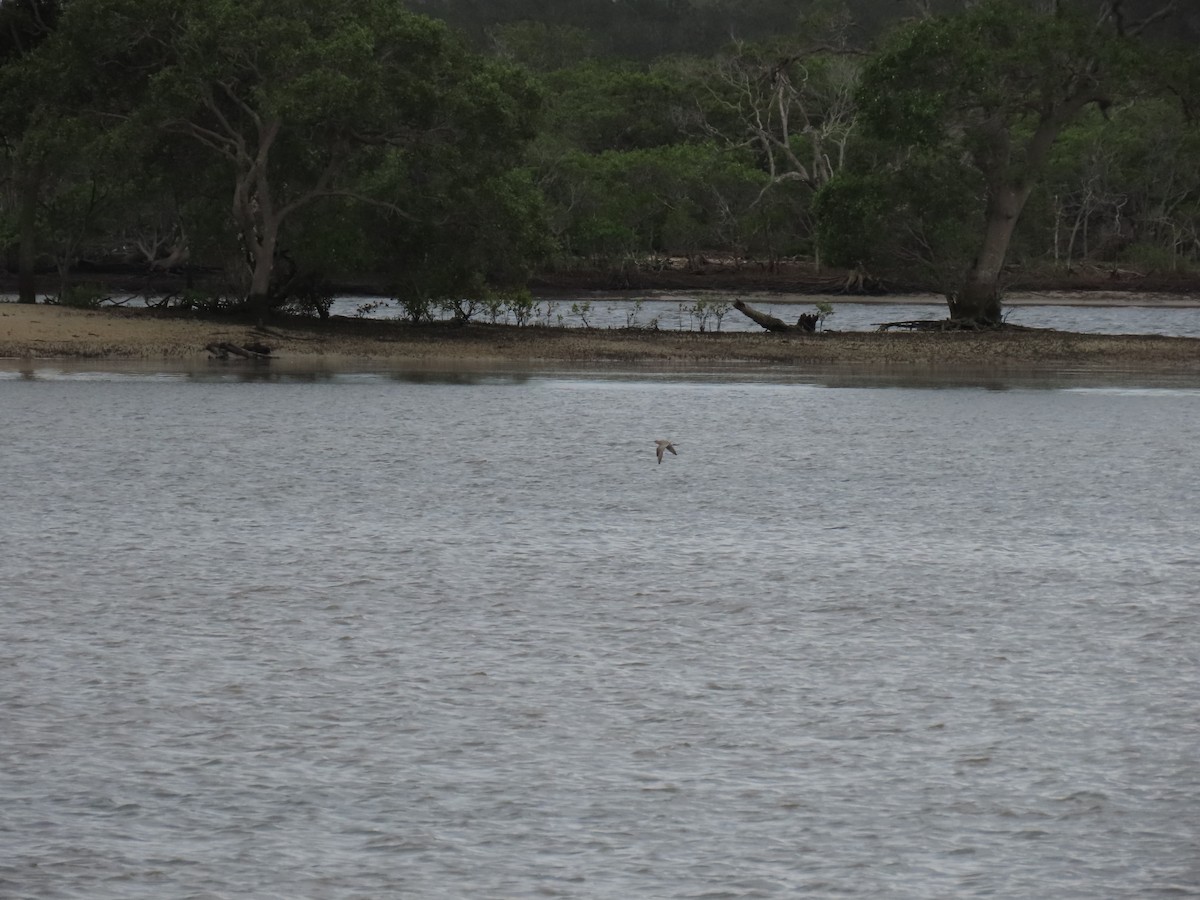 Bar-tailed Godwit - ML613710336