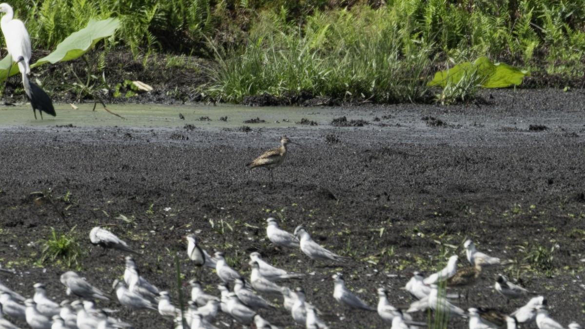 Little Curlew - ML613710343