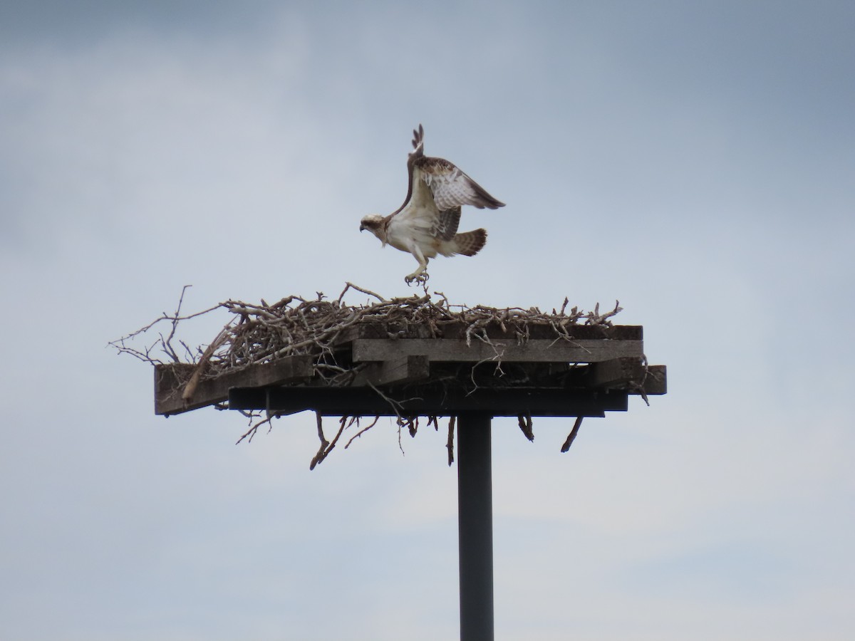 Osprey (Australasian) - Jemaine Mulcahy