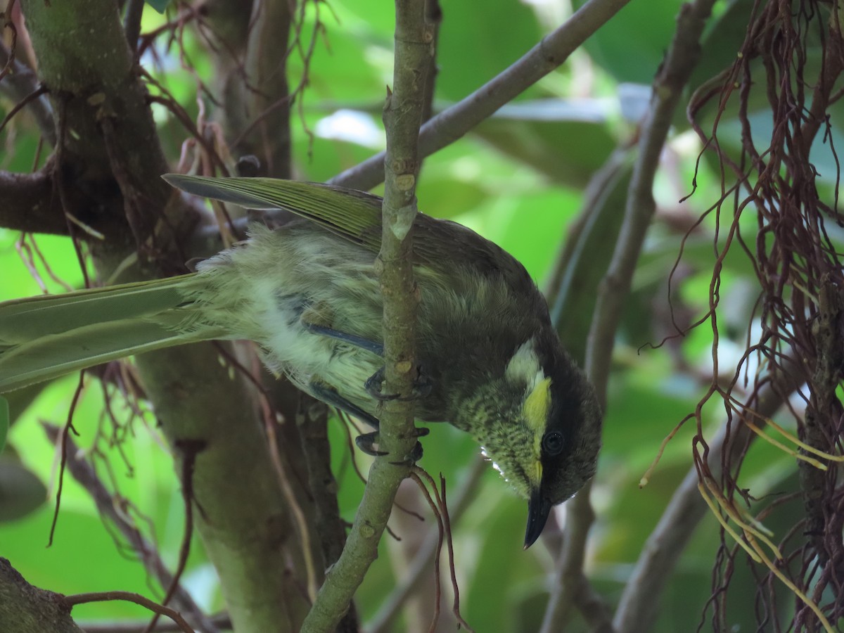 Mangrove Honeyeater - Jemaine Mulcahy