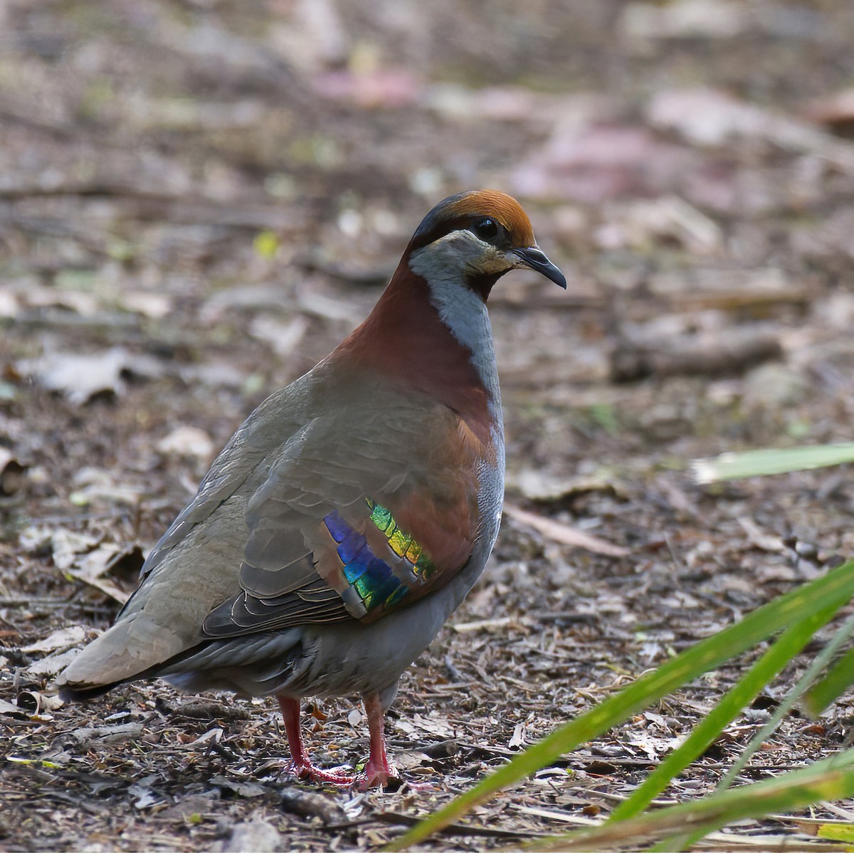 Brush Bronzewing - ML613710368