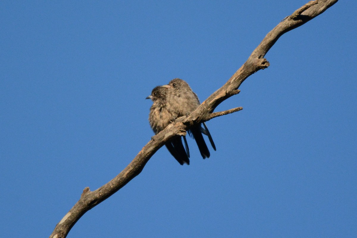 Dusky Woodswallow - ML613710372