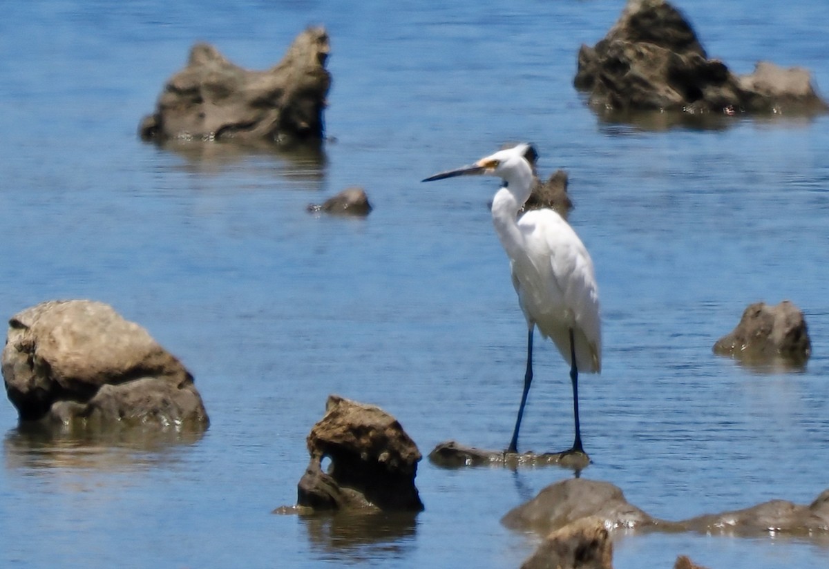 Little Egret (Australasian) - ML613710383