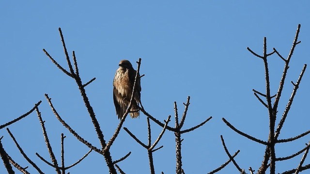 Himalayan Buzzard - ML613710409