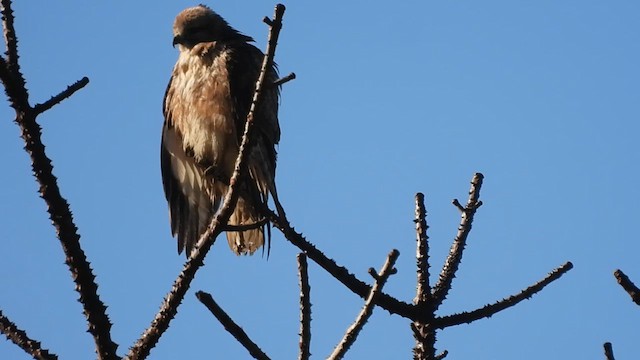 Himalayan Buzzard - ML613710411