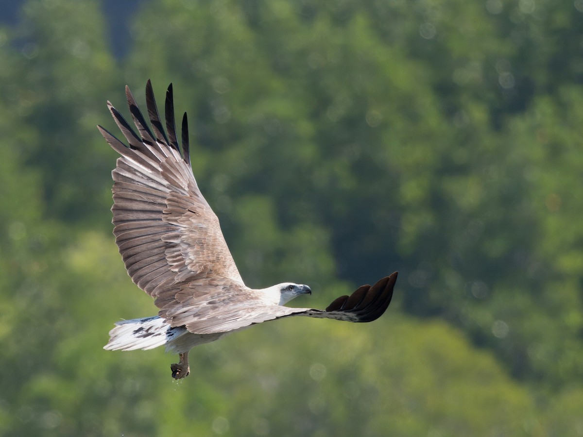 White-bellied Sea-Eagle - ML613710481