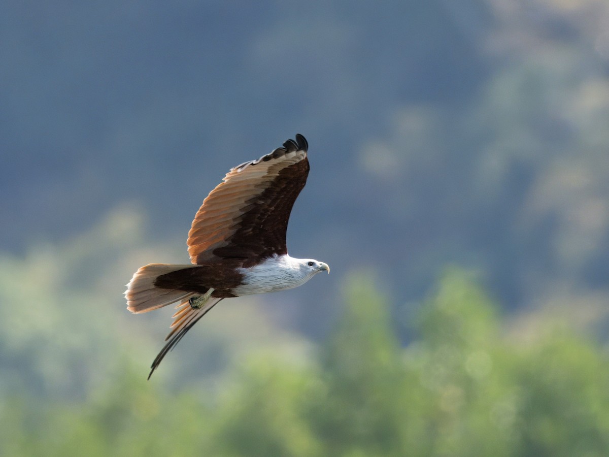 Brahminy Kite - ML613710483