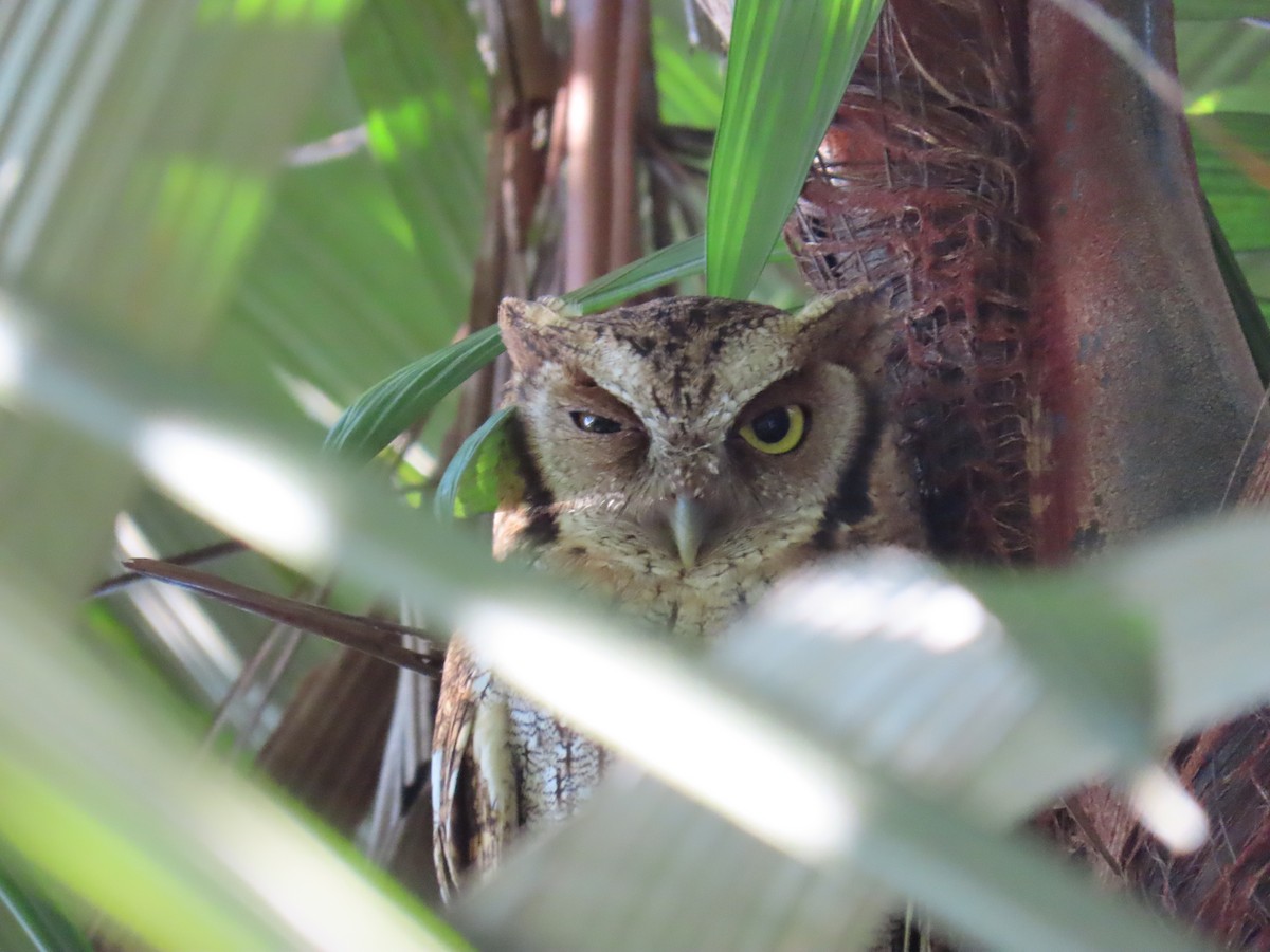 Tropical Screech-Owl - ML613710507