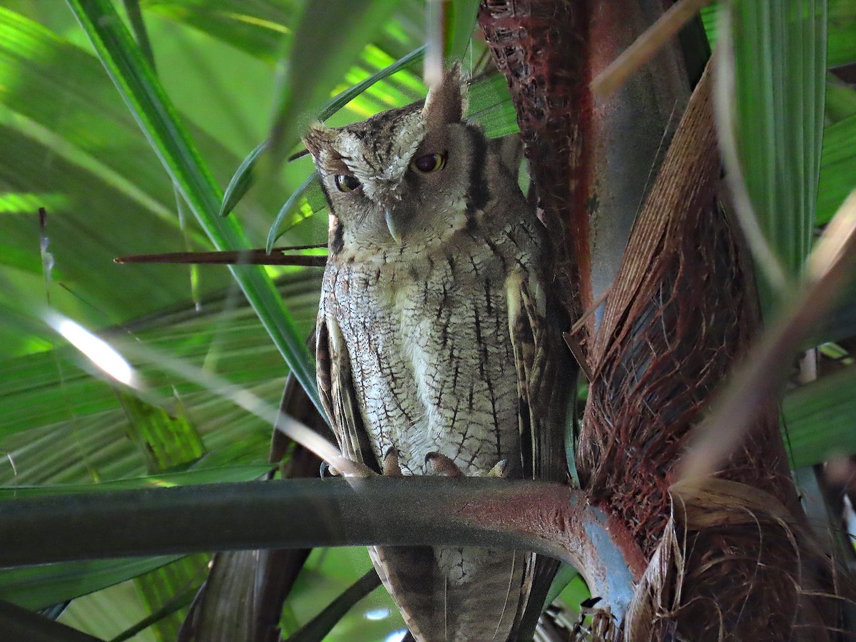 Tropical Screech-Owl - ML613710514