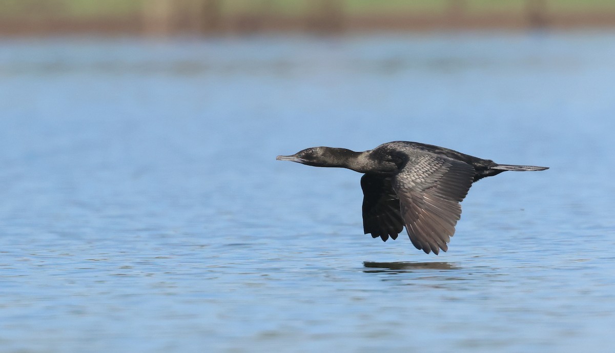 Cormorán Totinegro - ML613710534