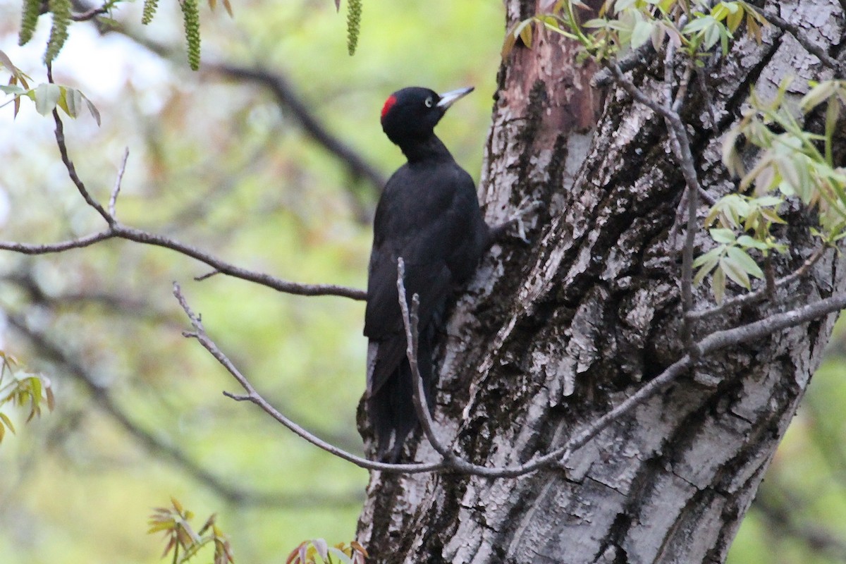 Black Woodpecker - ML613710567