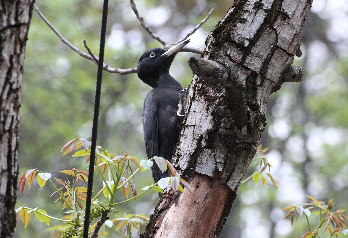 Black Woodpecker - ML613710568