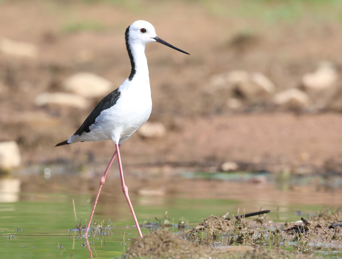 黑領高蹺鴴 - ML613710574