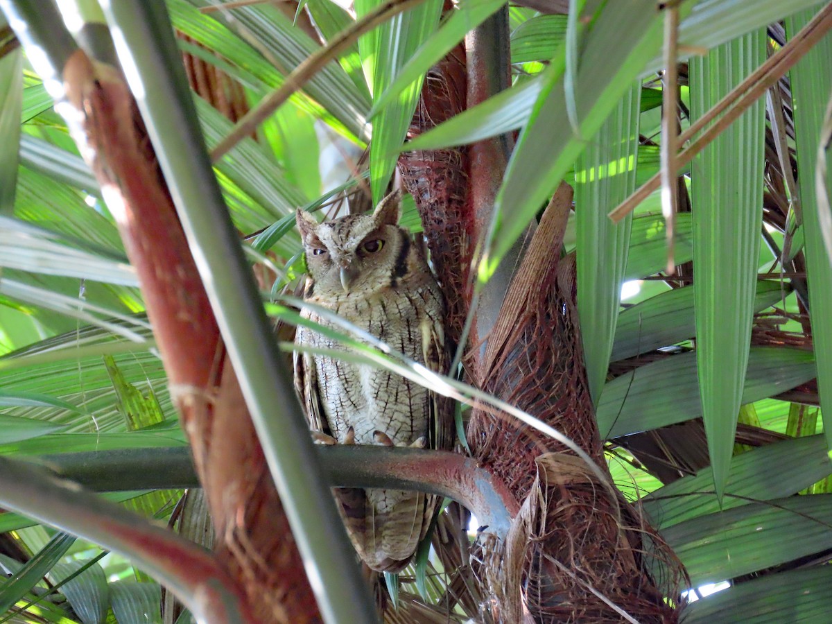 Tropical Screech-Owl - ML613710577