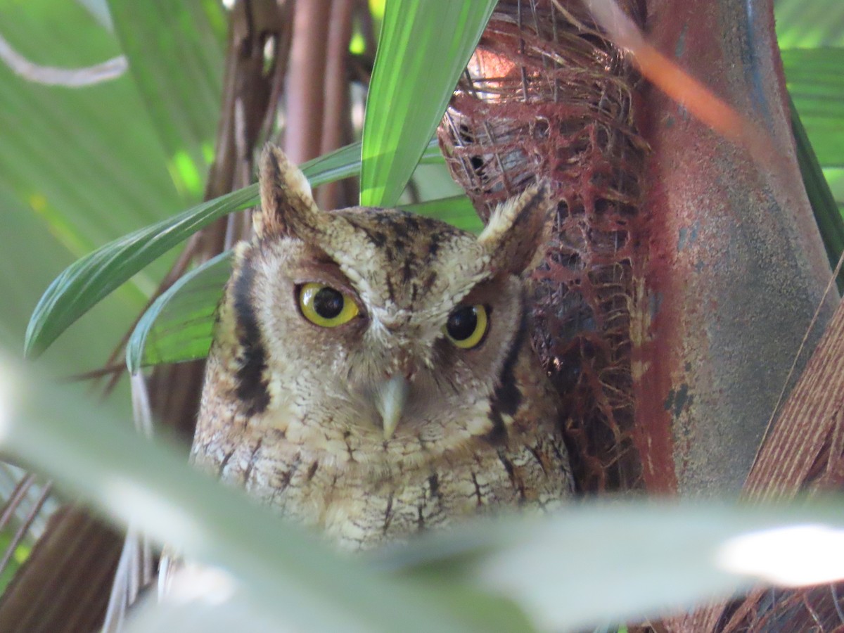 Tropical Screech-Owl - ML613710583