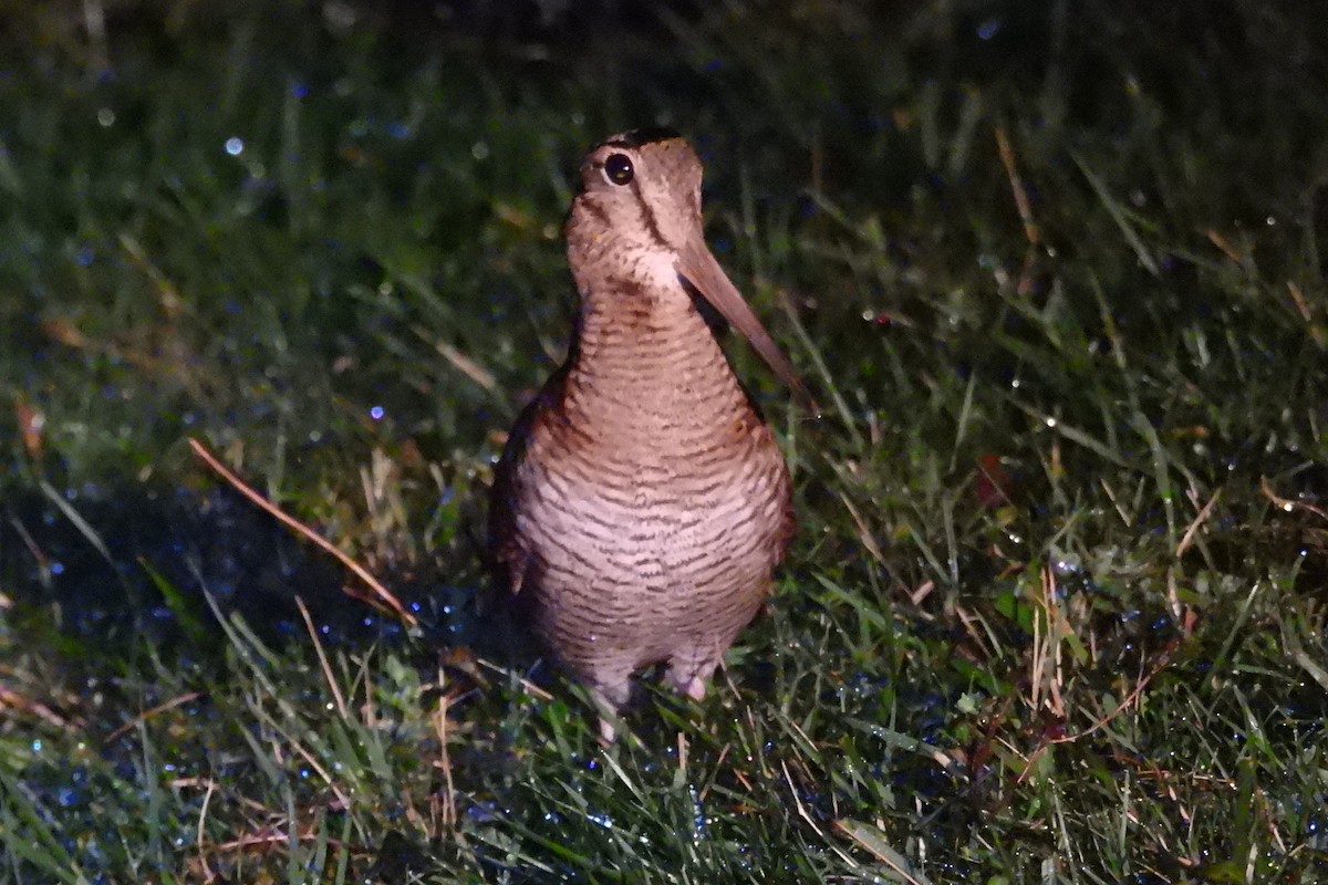 Eurasian Woodcock - ML613710593