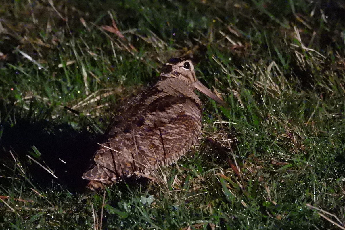 Eurasian Woodcock - Juan Manuel Pérez de Ana