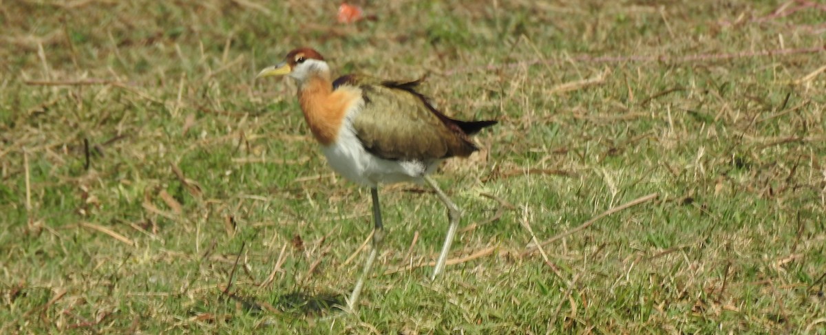 Bronze-winged Jacana - ML613710604