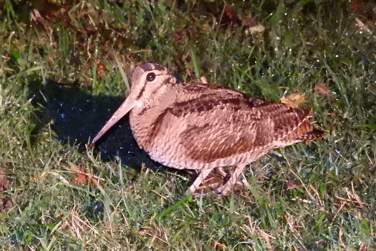 Eurasian Woodcock - ML613710605