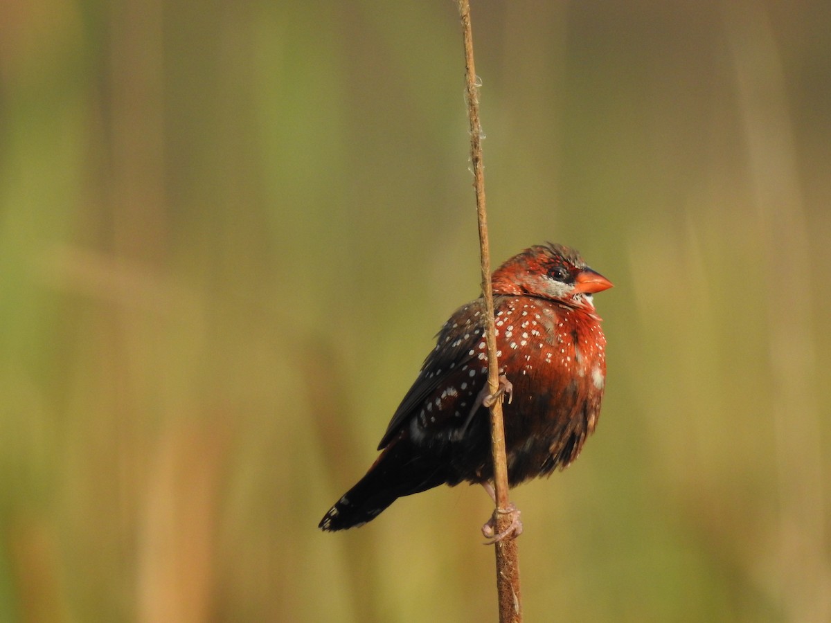 Red Avadavat - ML613710616