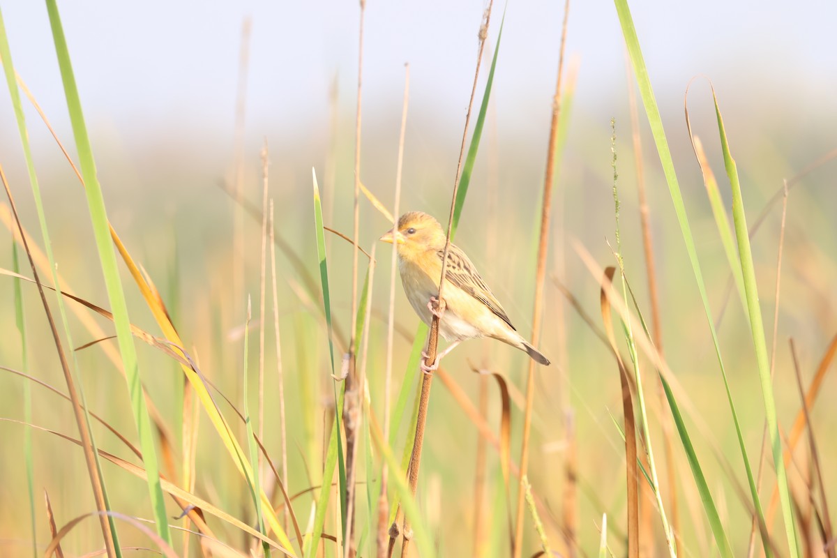 Baya Weaver - ML613710625