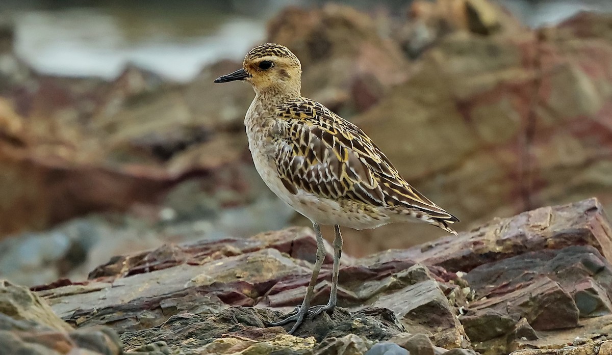 Pacific Golden-Plover - ML613710654